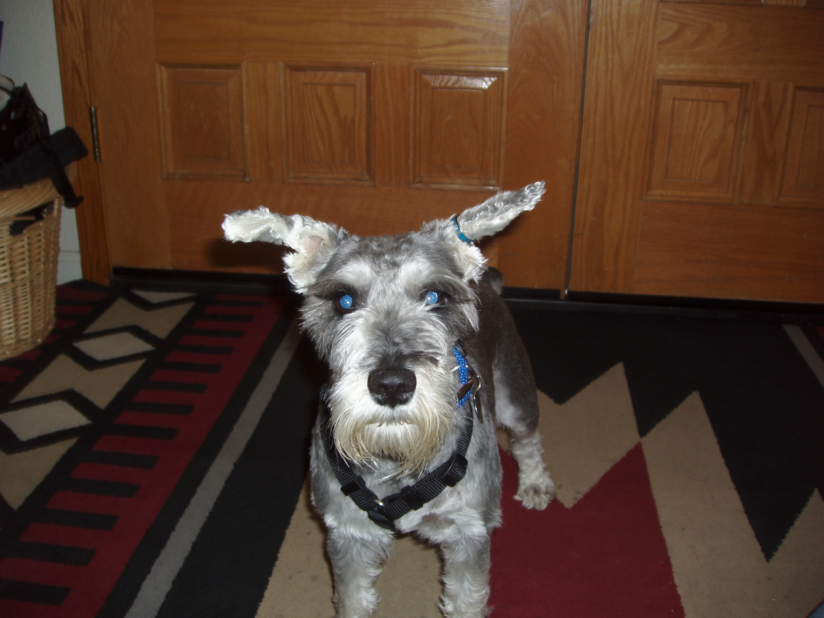 weirdoears.jpg